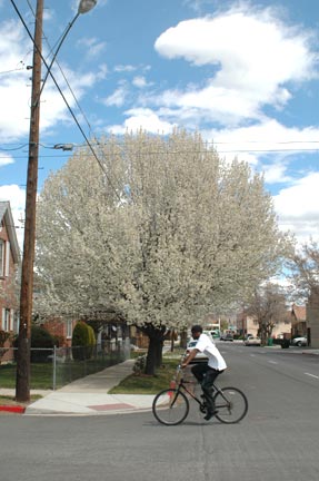 Flowering trees in spring around Reno, Nevada, 4/13/10
