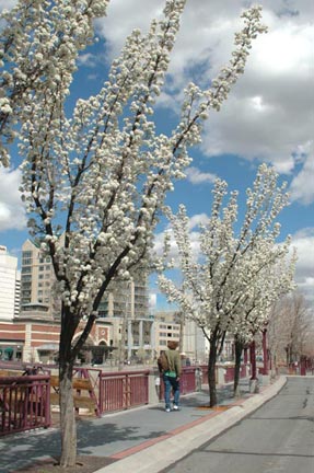 Flowering trees along the Riverwalk in Reno, Nevada, 4/13/10