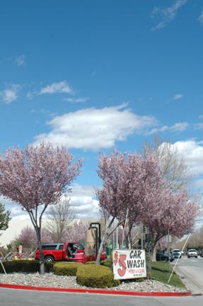 Flowering trees at a carwash in Reno, Nevada, 4/13/10