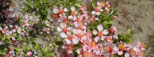 Desert peach blooming along the Ballardini Ranch Trail