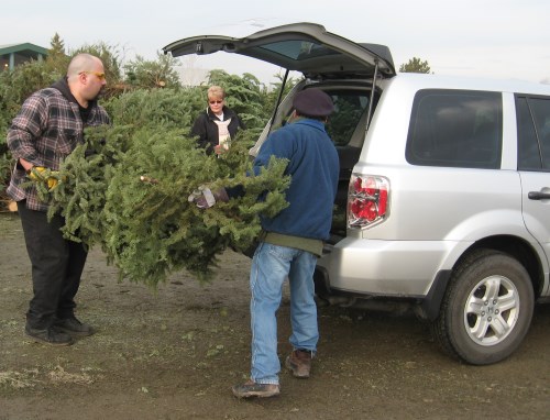 Christmas tree recycling in Reno and Sparks, Nevada, NV