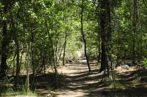 Thomas Creek Trail, Reno, Nevada, NV