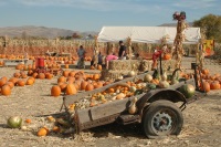 halloween,pumpkin,patches,corn,mazes,reno,nevada,nv