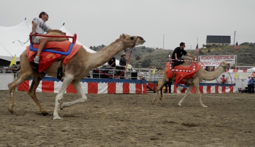Camel races, Virginia City, Nevada, NV