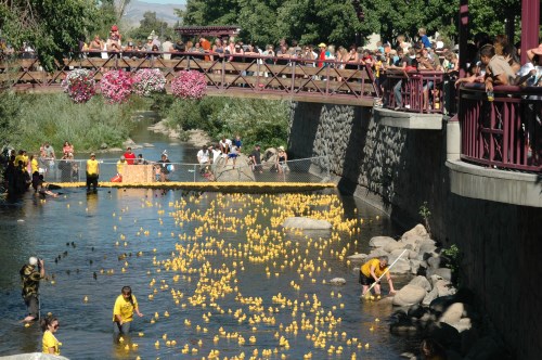 Crowd cheers the ducks at the finish line, Nevada Humane Society Duck Race and Festival, Reno, NV