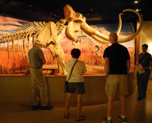 Columbian mammoth exhibit at the Nevada State Museum in Carson City