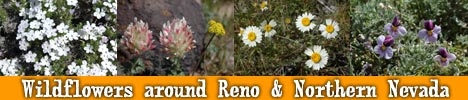 Reno area wildflowers pictures